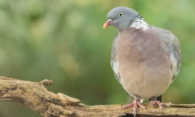 Big Schools’ Birdwatch 2025