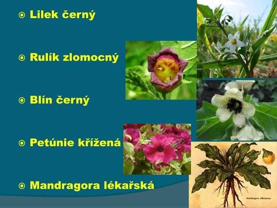 PPT - Lilkovité PowerPoint Presentation, free download - ID:2173391