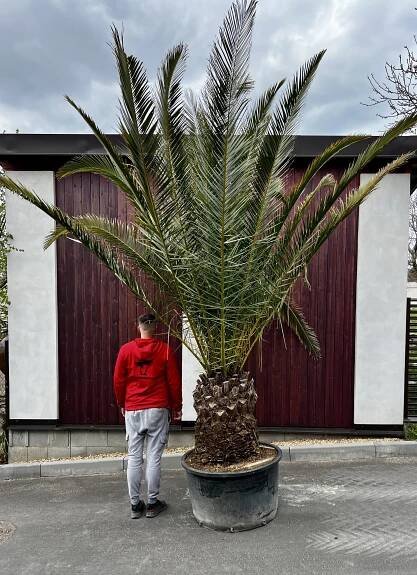 Phoenix canariensis, cca 320 cm