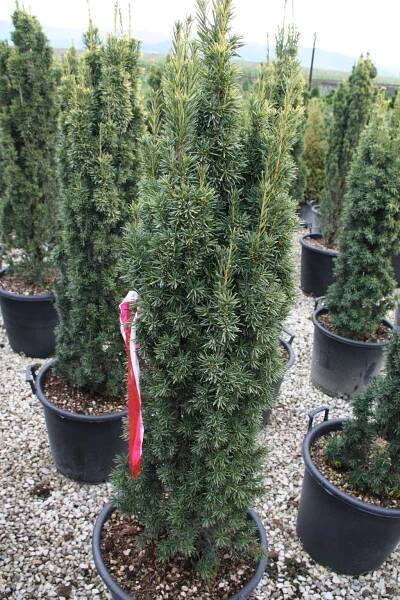 Taxus baccata ´Fastigiata Aurea´ | BENED - zahradní architektura s.r.o.