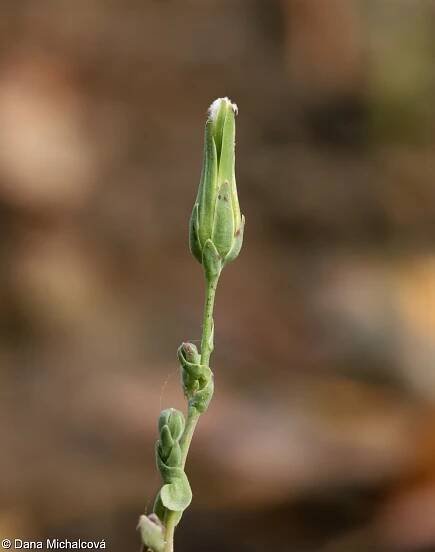 Lactuca virosa – locika jedovatá
