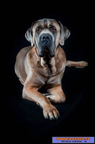 Italský corso pes (Cane Corso)-2, inzerce-cz.cz
