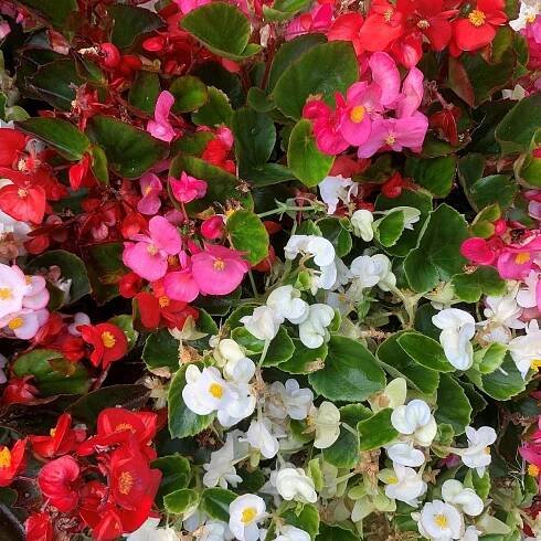 Begonie Nightlife Mix F1 - Begonia semperflorens - prodej semen - 12 ks