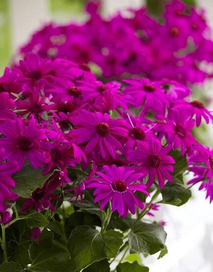 Senetti Magenta