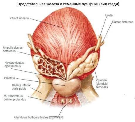 Prostata (prostata)