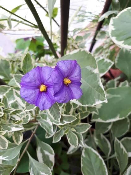 Pokojovky: Hořcový stromek panašovaný - Lycianthes rantonnetii, syn. Solanum rantonnetii.