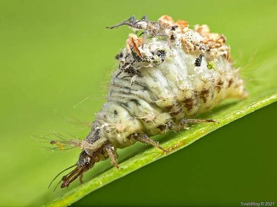 Zlatoočko Chrysotropia ciliata
