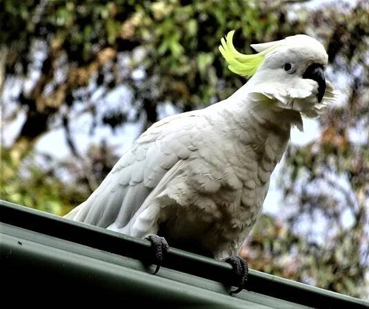 Sulphur crested cockatoos.