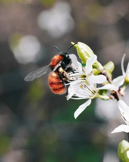 6 000+ nejlepších fotografií na téma Včely Medonosné · 100% bezplatné stažení · Základové fotografie Pexels