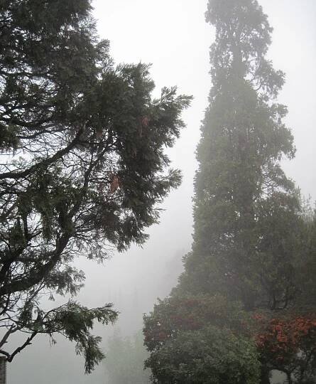 Foggy Misty Rain