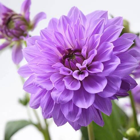 DAHLIA Rostlina - Jiřina různé barvy 17 cm