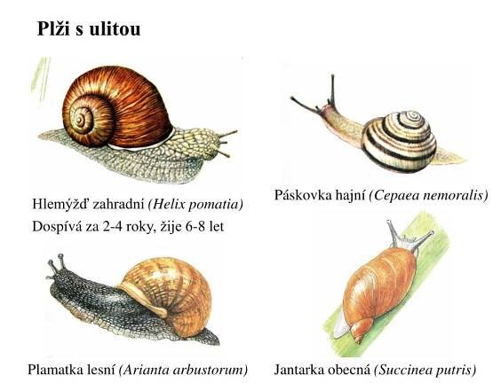 PPT - Kroužkovci (Annelida) Měkkýši (Mollusca) Členovci (Arthropoda) PowerPoint Presentation - ID:5984268