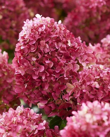 Hydrangea paniculata Living Little Rosy®