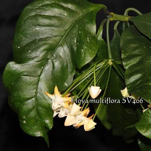 Hoya multiflora SV406