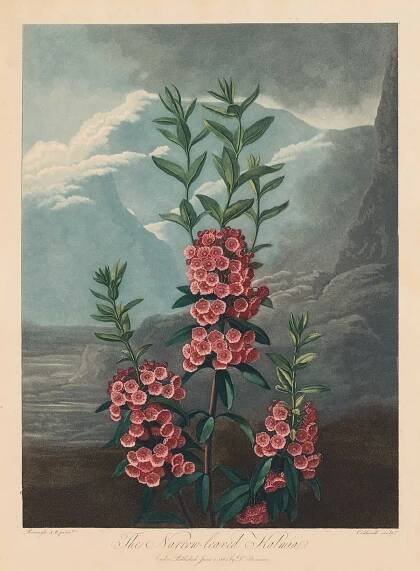 Narrow leaved Kalmia