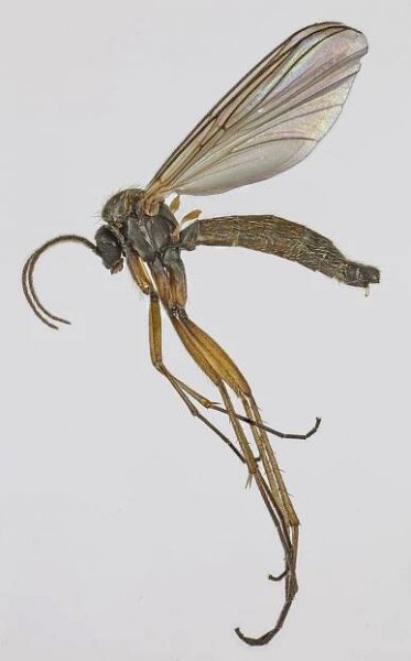 Boletina gripha