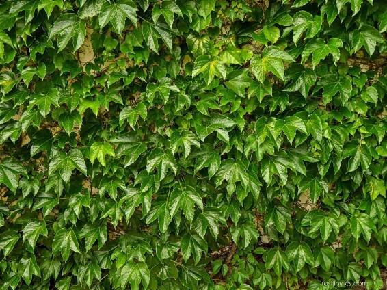 Loubinec trojlaločný Veitchii (Parthenocissus tricuspidata), listy