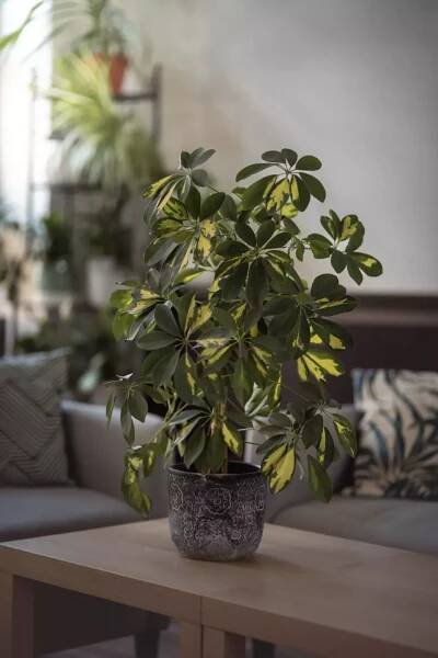 Schefflera (Foto: Top)