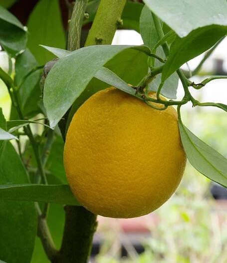 Citrus sinensis "MORO" (L.) Osbeck - Citrumelo - ADAVO