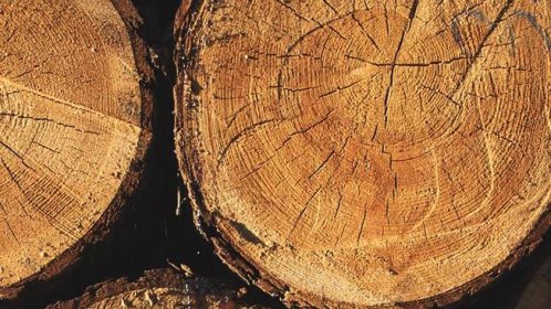 Habr – palivové dřevo