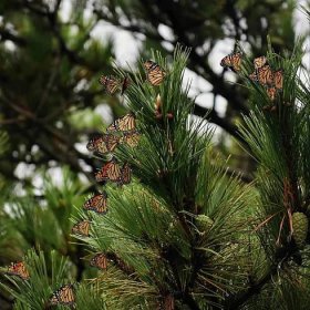 File:Migrating monarch butterflies on pine tree.jpg - Wikimedia Commons