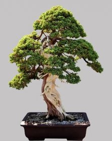 Japonské bonsaje strom v hrnci, samostatný — Stock obrázek