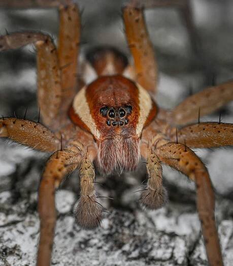 bezplatná Základová fotografie zdarma na téma anatomie pavouka, arachnofobie, barvy Základová fotografie