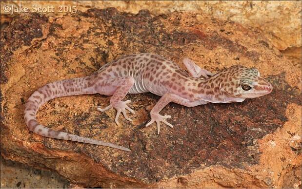 Reticulate banded gecko