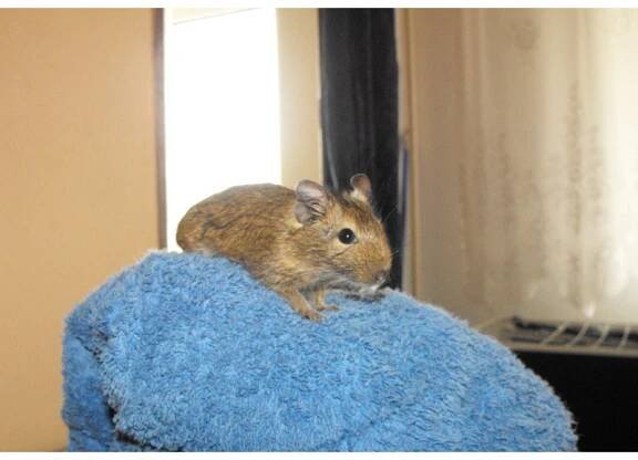 Fotogalerie Osmáci degu, miminka