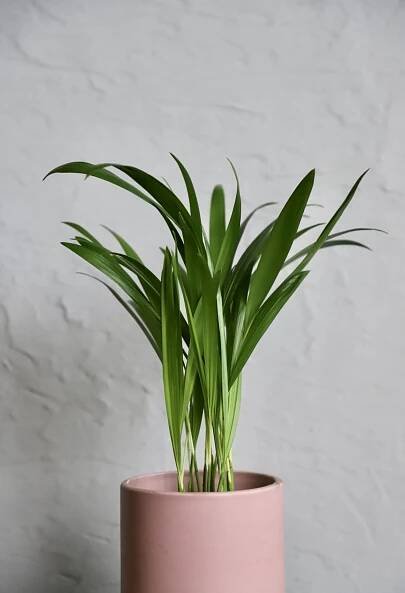 Palma Areca Dypsis lutescens