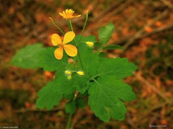 Vlaštovičník větší (Chelidonium majus)