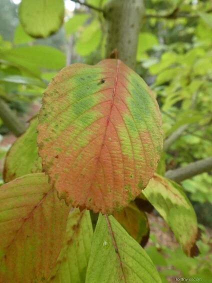 Kalina Sieboldova - podzimní list (Viburnum sieboldii), listy podzim