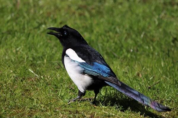 Birds (Aves)