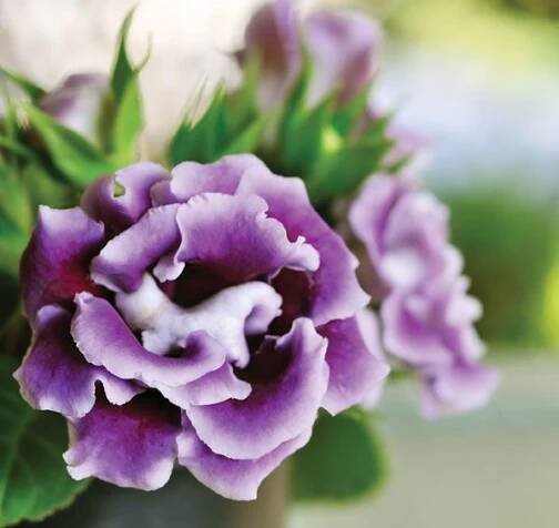 Gloxinia