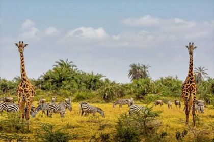 Cestování Afrikou: Od delty Okawango k přírodní jedinečnosti Madagaskaru | Magazín města
