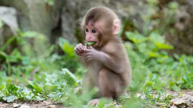 Cute Animal