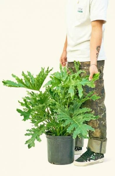Philodendron 'Lickety Splitz', XL
