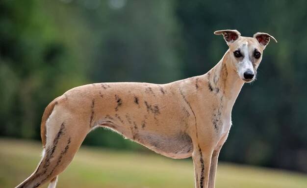 Whippet, Chovatelská stanice vipetů, whippetů, dog show,
