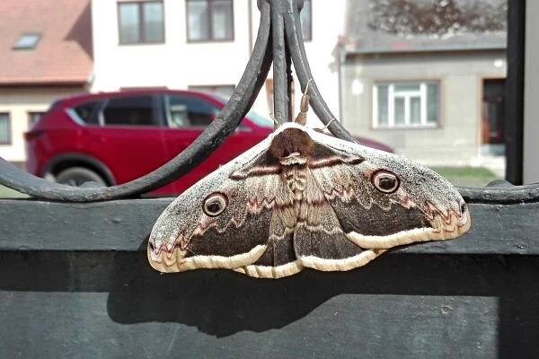 Martináč hrušňový – největší evropský motýl