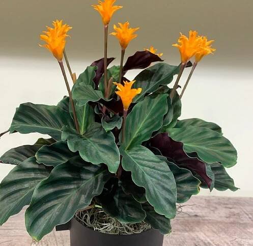Calathea crocata con flor naranja