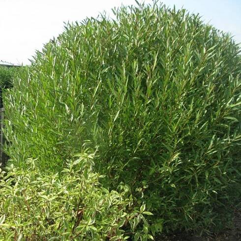 Willow křehká "Bulata" (19 fotografií): popis kulovité vrby, použití v krajinářském designu, tipy na péči