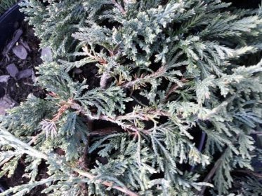 Juniperus horizontalis Wiltonii jalovec polehlý květináč C3 20-30 :: Zahradnictví Azalia