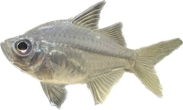 Agassiz's perchlet