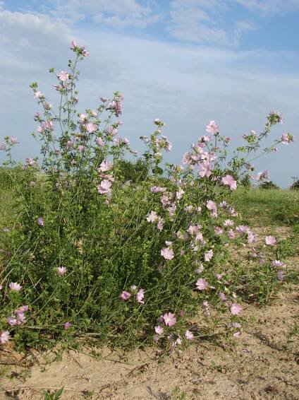 slézovité- MALVACEAE – PlantaNaturalis.com