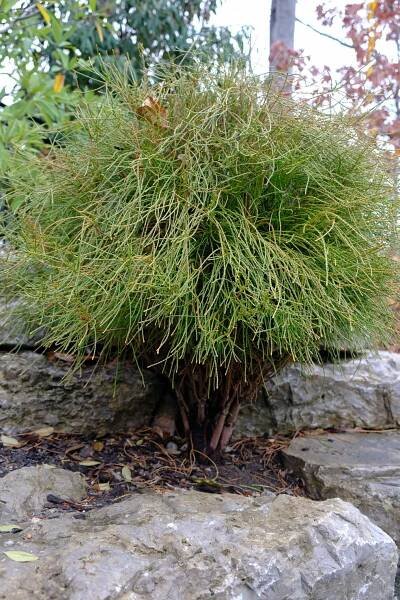 Thuja plicata 'Whipcord'