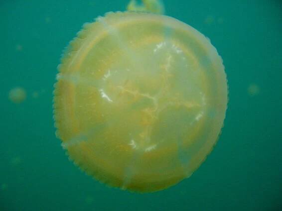 Photogravity » Blog Archive » Jellyfish lake