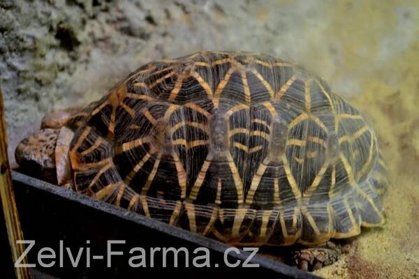 FOTOREPORTÁŽ ze ZOO Bojnice :: Želví-Farma.cz