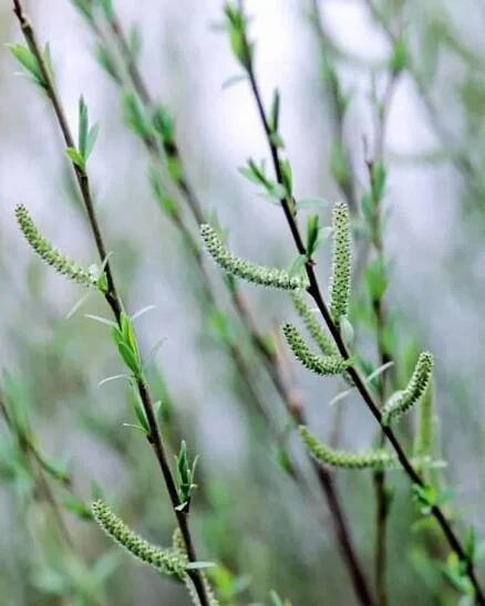 'Nana' Purple Willow (Salix purpurea 'Nana') catkins