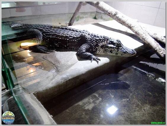 Krokodýlí zoo Protivín