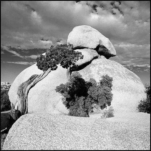 Joshua Tree, California - This image is a medium format film original offered as a limited edition (50 impressions in all sizes) print on photo paper or watercolor paper.